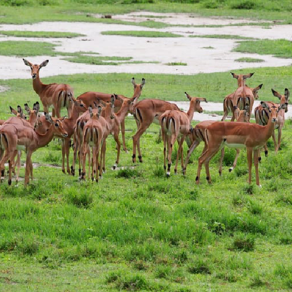 3 DAYS NGORONGORO & TARANGIRE SAFARI